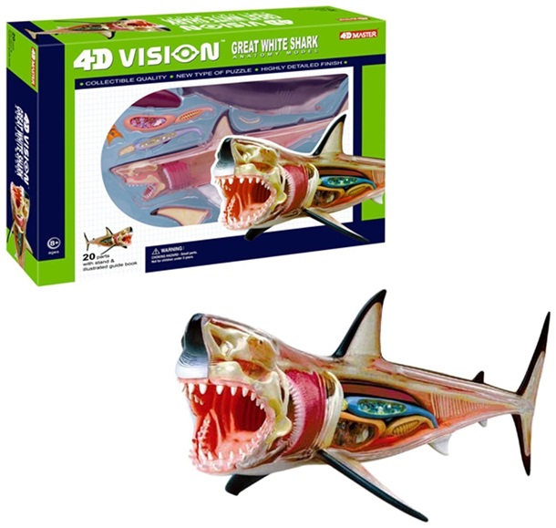 4d Vision Great White Shark Anatomy Model